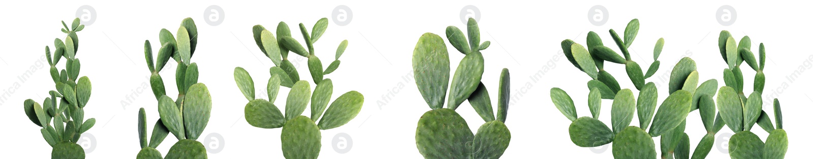 Image of Set with beautiful cactuses on white background. Banner design