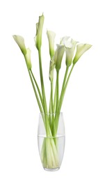 Photo of Beautiful calla lily flowers in vase on white background