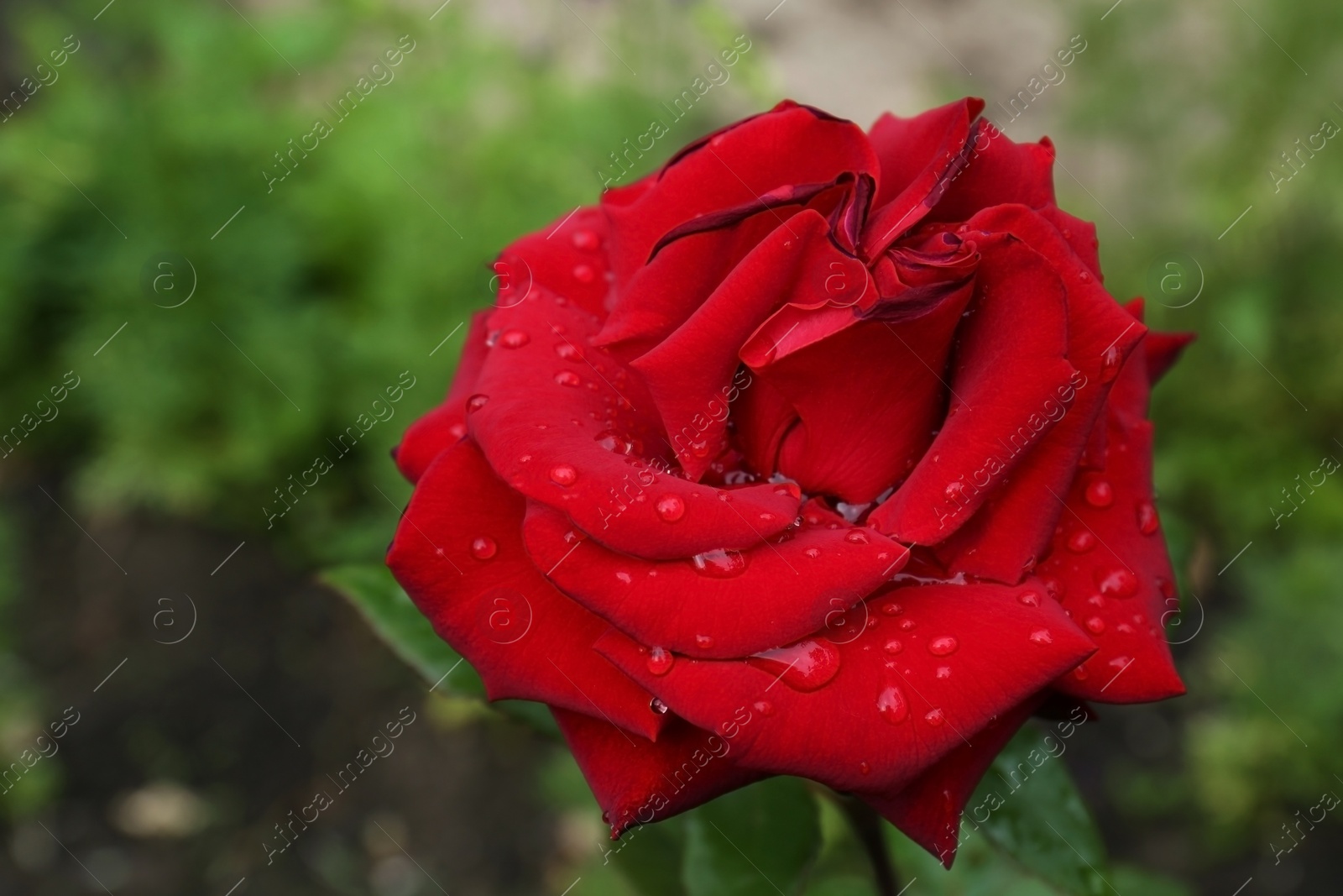 Photo of Beautiful red rose flower with dew drops in garden, closeup