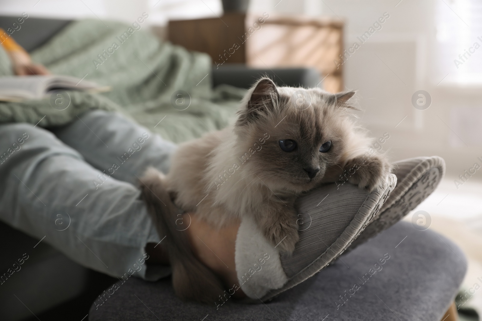 Photo of Woman in stylish soft slippers resting with cute cat at home, closeup