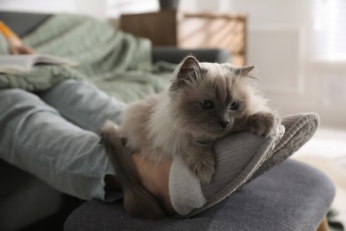 Woman in stylish soft slippers resting with cute cat at home, closeup