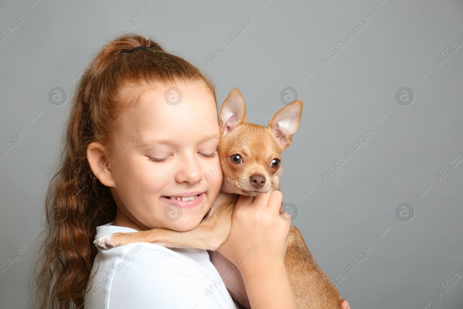 Photo of Little girl with her Chihuahua dog on grey background. Childhood pet