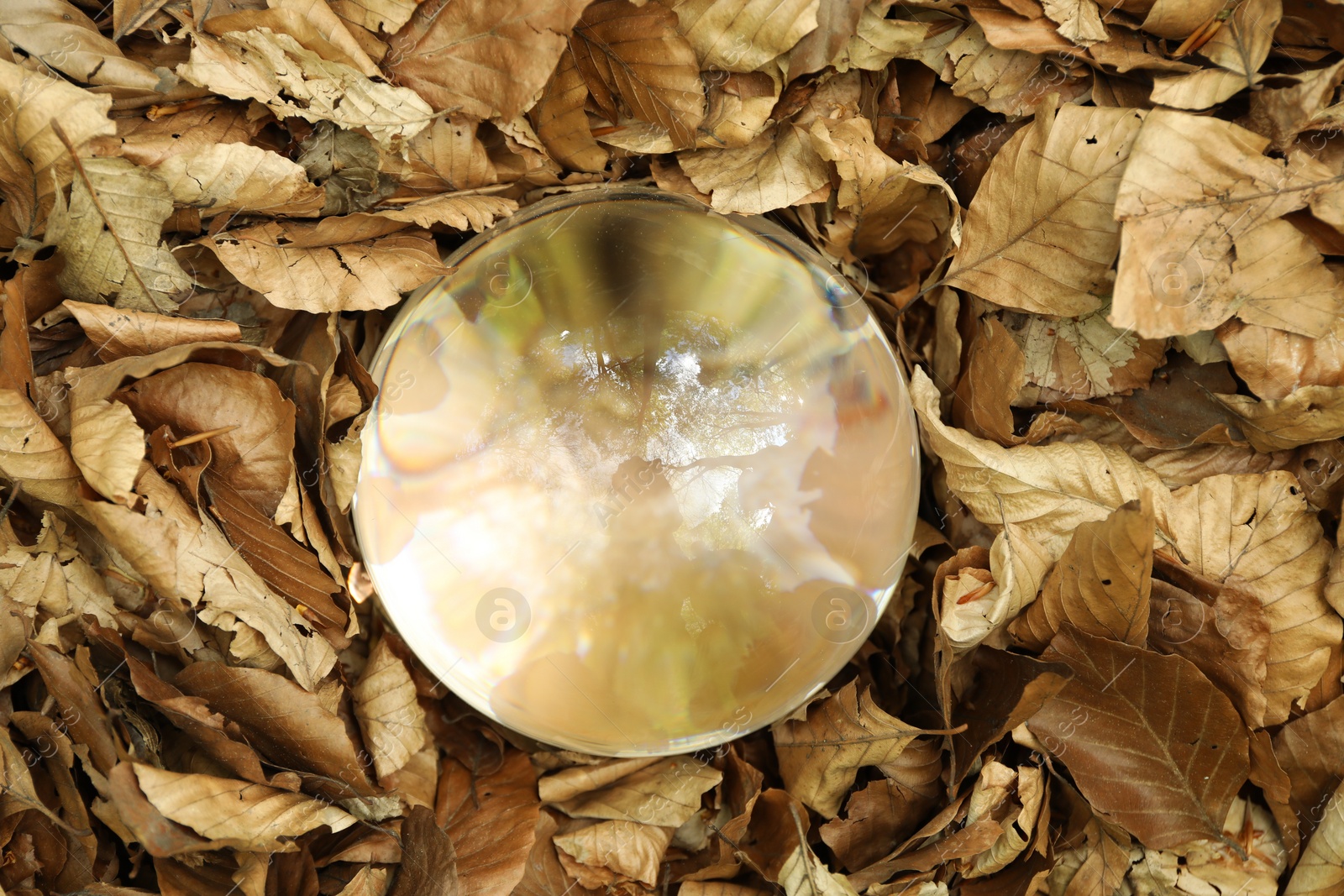 Photo of Beautiful trees outdoors, overturned reflection. Crystal ball on leaves in forest, top view