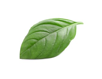 Aromatic green basil leaf isolated on white. Fresh herb