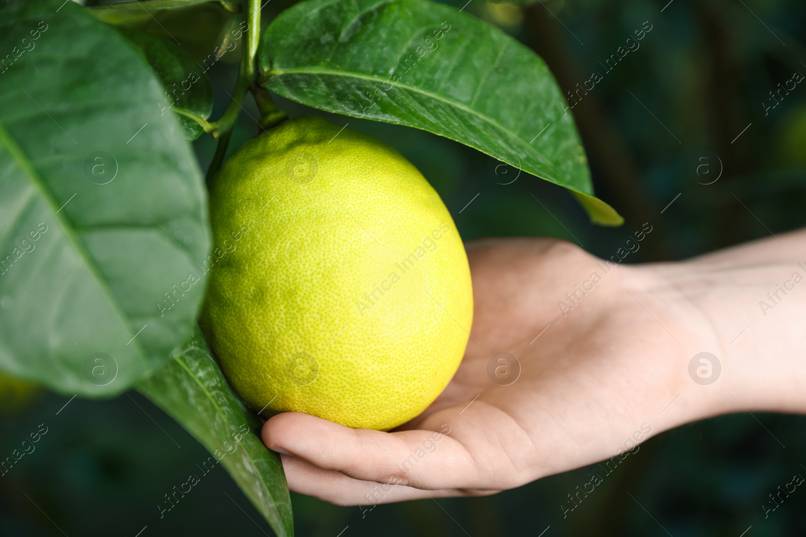 Photo of Woman picking ripe lemon from branch outdoors, closeup