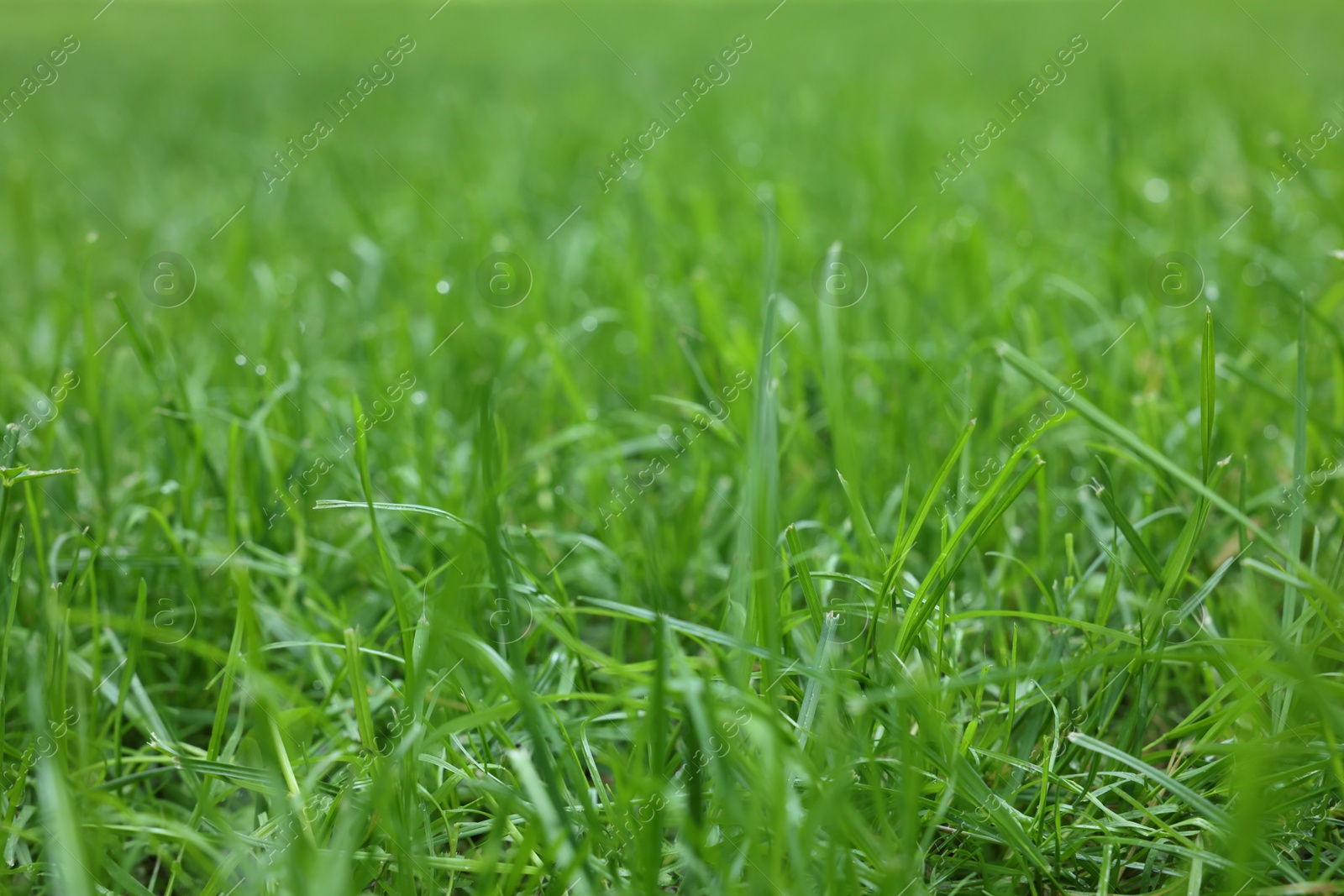 Photo of Fresh green grass growing outdoors in summer, closeup