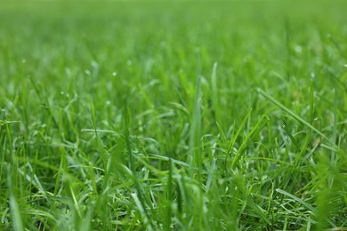 Photo of Fresh green grass growing outdoors in summer, closeup