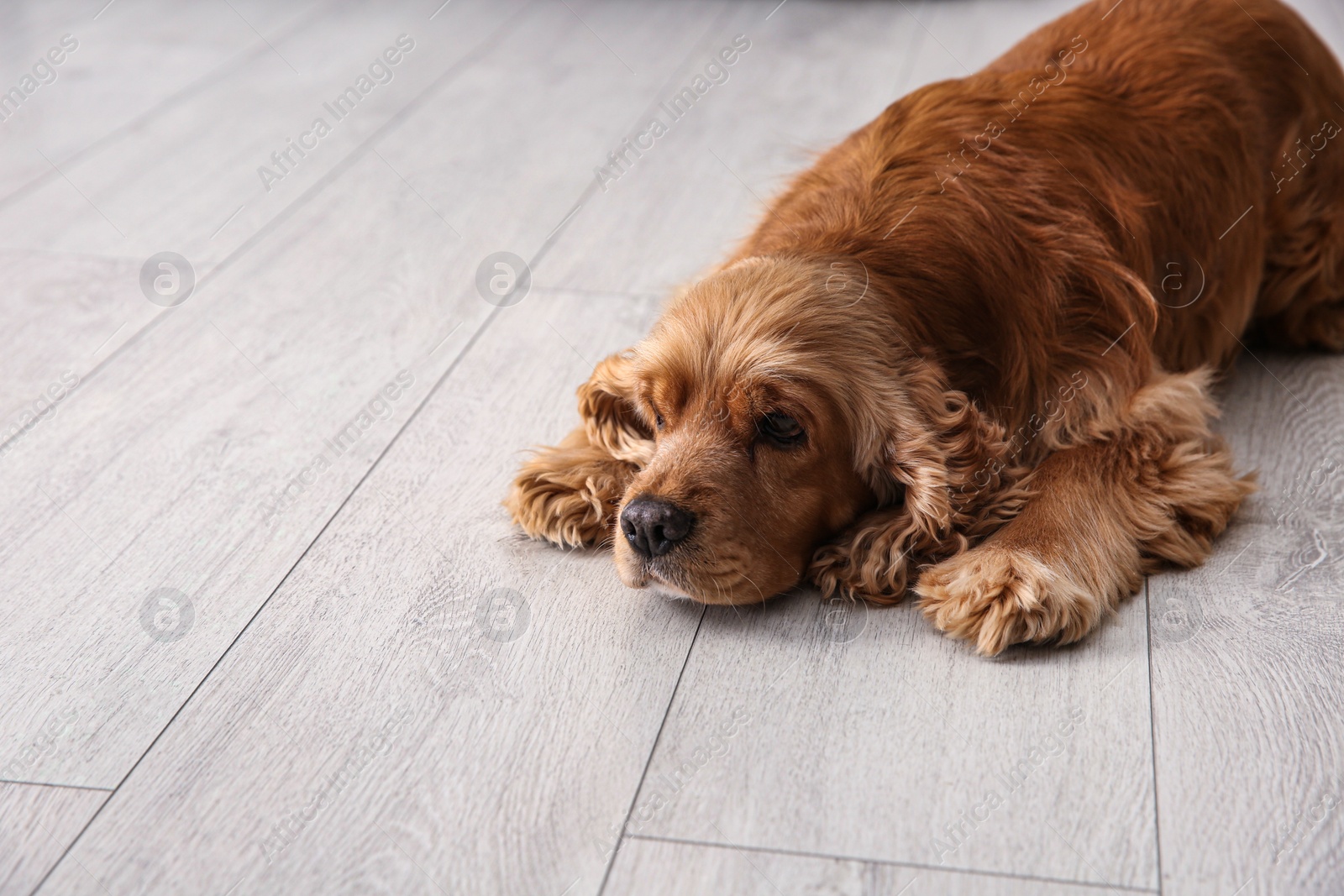 Photo of Cute Cocker Spaniel dog lying on warm floor. Heating  system