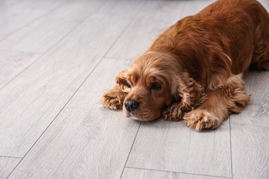 Photo of Cute Cocker Spaniel dog lying on warm floor. Heating  system
