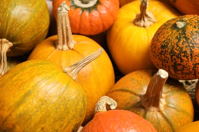 Many fresh ripe pumpkins as background, closeup. Holiday decoration