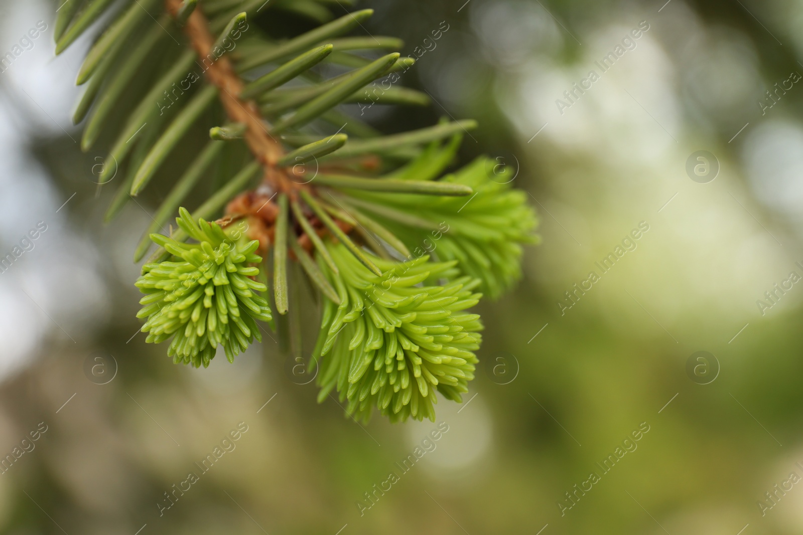 Photo of Beautiful branch of coniferous tree, closeup view