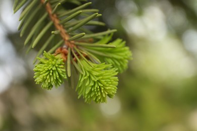 Beautiful branch of coniferous tree, closeup view