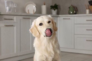 Cute Labrador Retriever showing tongue in kitchen at home