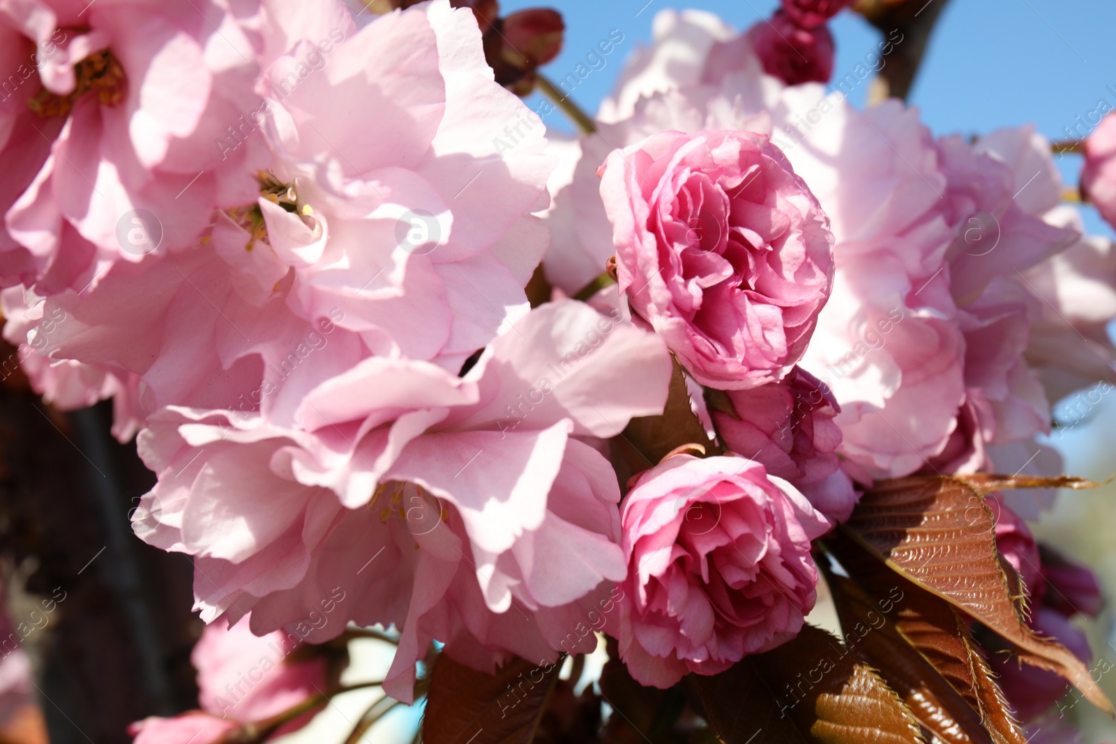 Photo of Closeup view of blooming spring tree on sunny day