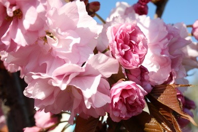 Closeup view of blooming spring tree on sunny day