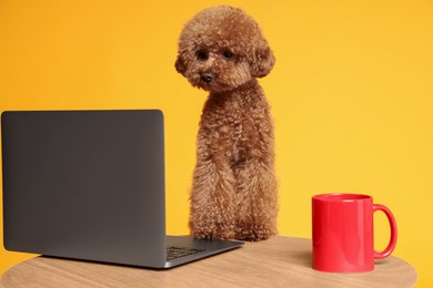 Cute Maltipoo dog at desk with laptop and red cup against orange background