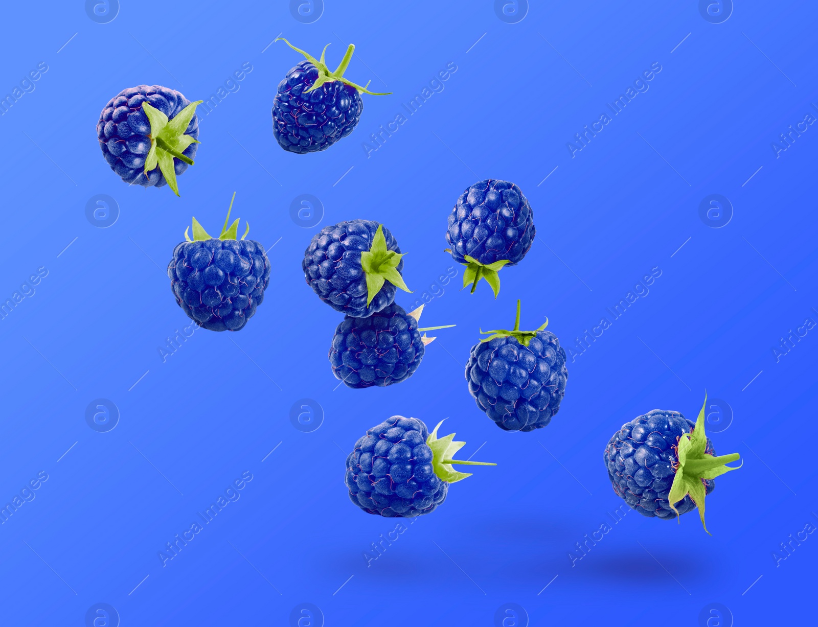 Image of Many fresh blue raspberries falling on blue background