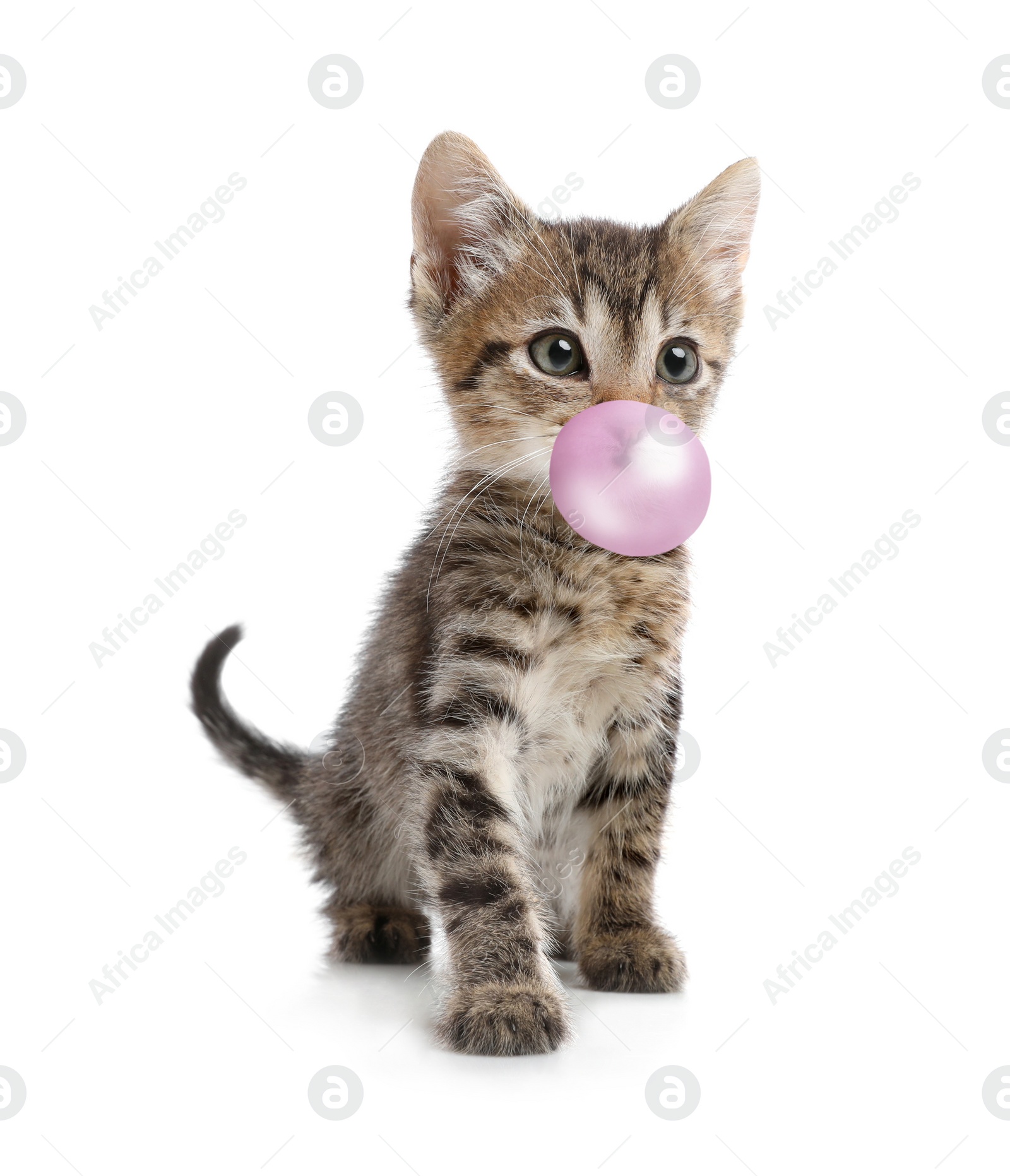 Image of Cute little kitten with bubble of chewing gum on white background