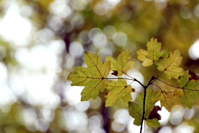 Closeup view of branch with leaves on autumn day