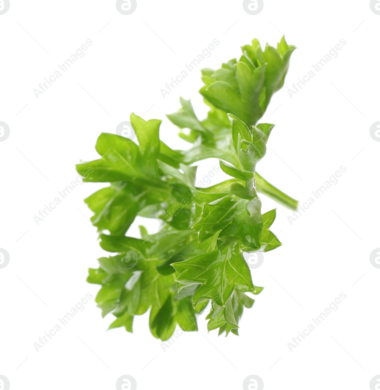 Photo of Fresh green curly parsley on white background