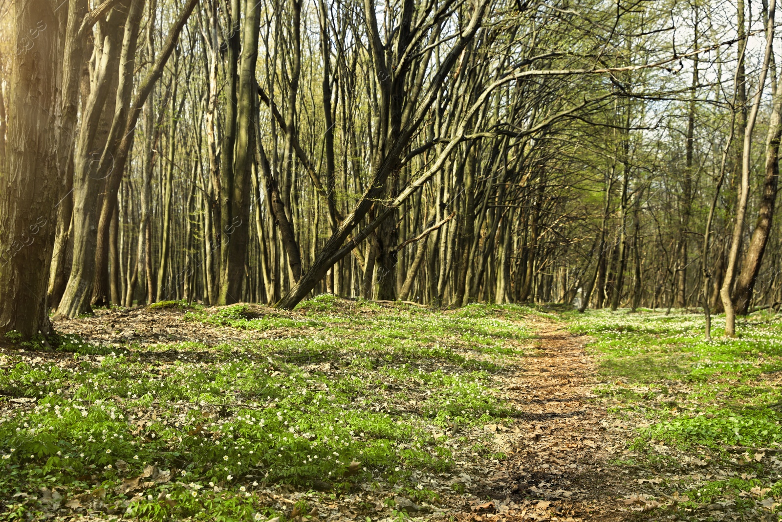 Photo of Beautiful forest with white wild flowers and trees'