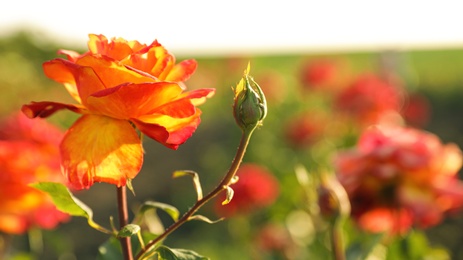 Photo of Green bush with beautiful roses in blooming garden on sunny day