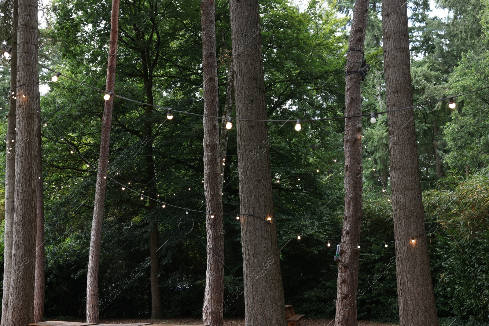 Photo of Beautiful view of lights hanging on trees in forest