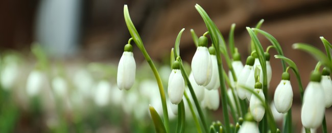 Closeup view of beautiful snowdrops growing outdoors, banner design with space for text. First spring flowers