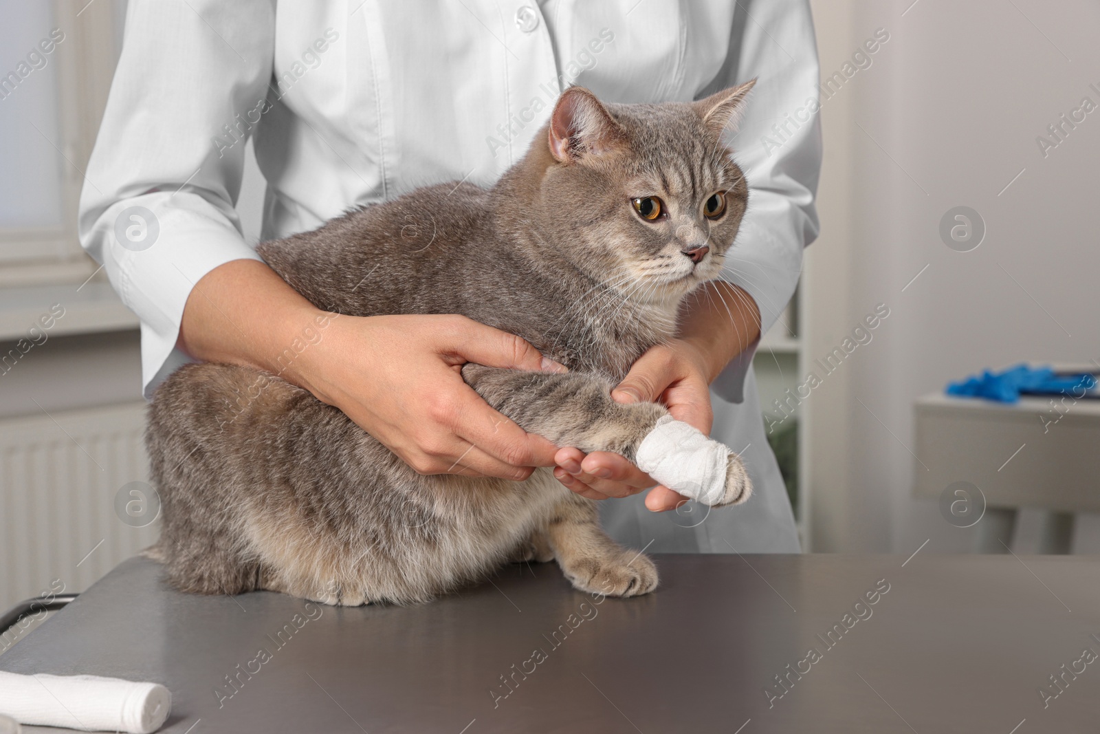 Photo of Veterinarian holding cute scottish straight cat with bandage on paw at table indoors, closeup