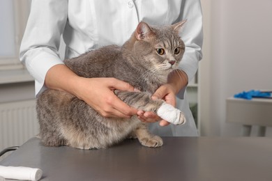 Photo of Veterinarian holding cute scottish straight cat with bandage on paw at table indoors, closeup