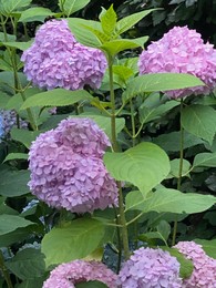 Photo of Beautiful blooming hydrangea bush with green leaves, closeup