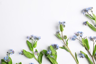 Beautiful forget-me-not flowers on white background, flat lay. Space for text