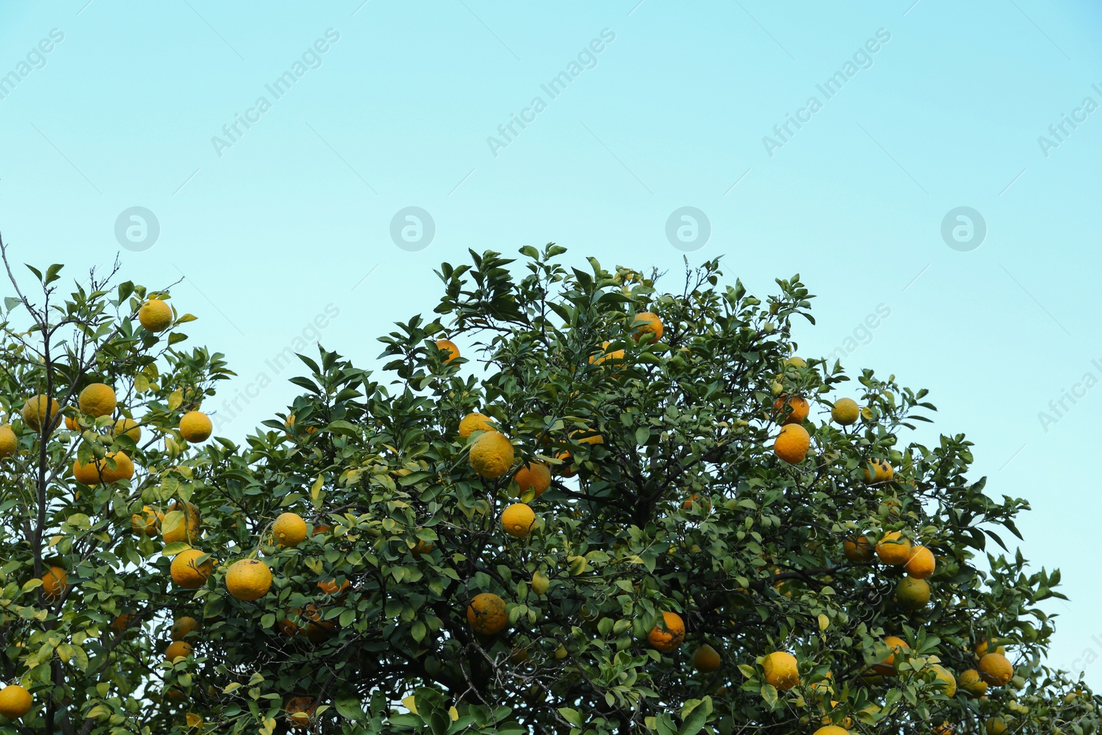 Photo of Fresh ripe oranges growing on tree against blue sky