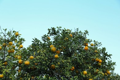 Fresh ripe oranges growing on tree against blue sky