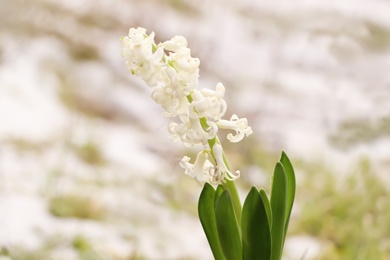 Photo of Beautiful white blooming hyacinth against blurred background. First spring flower