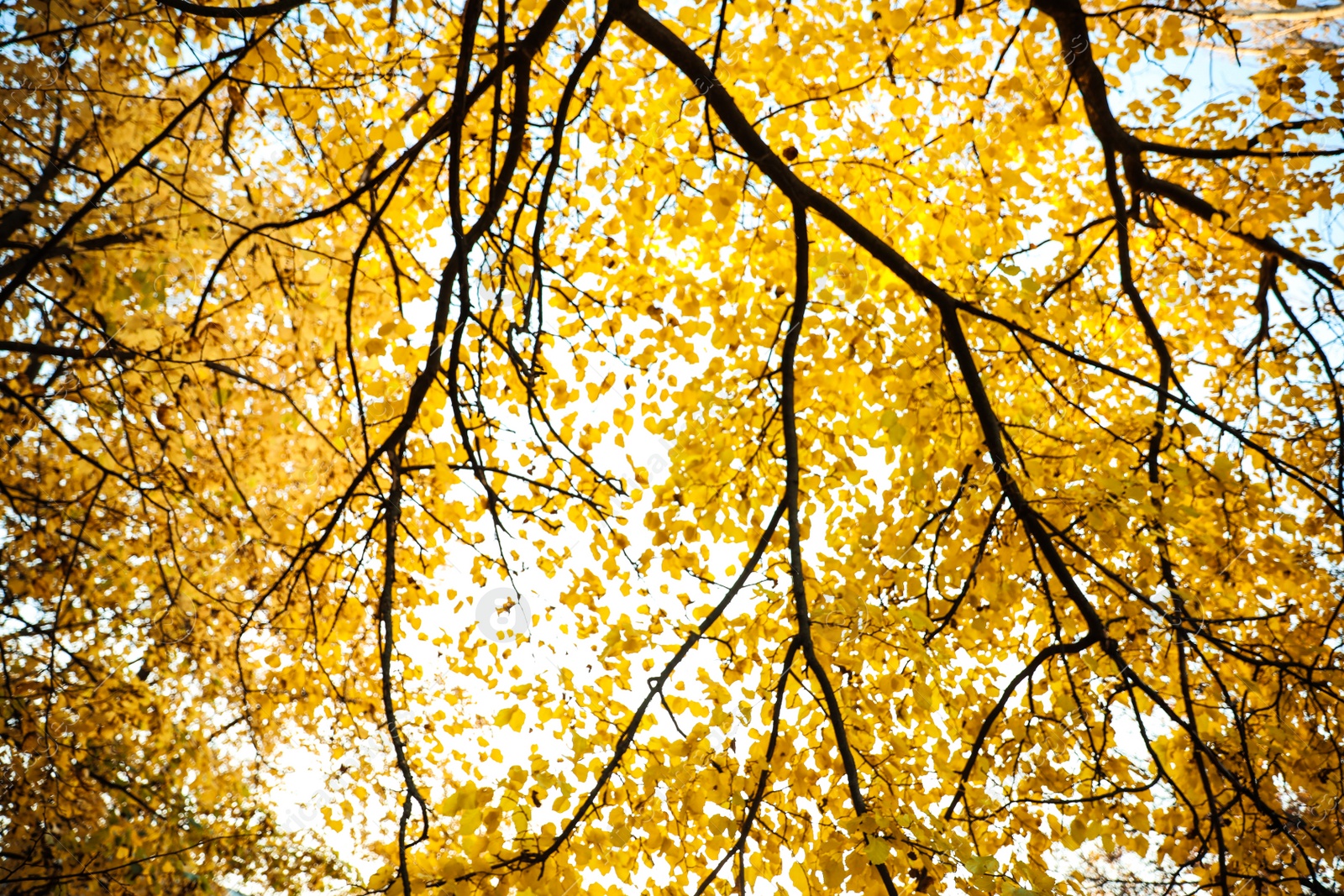 Photo of Blurred view of autumn foliage outdoors. Bokeh effect