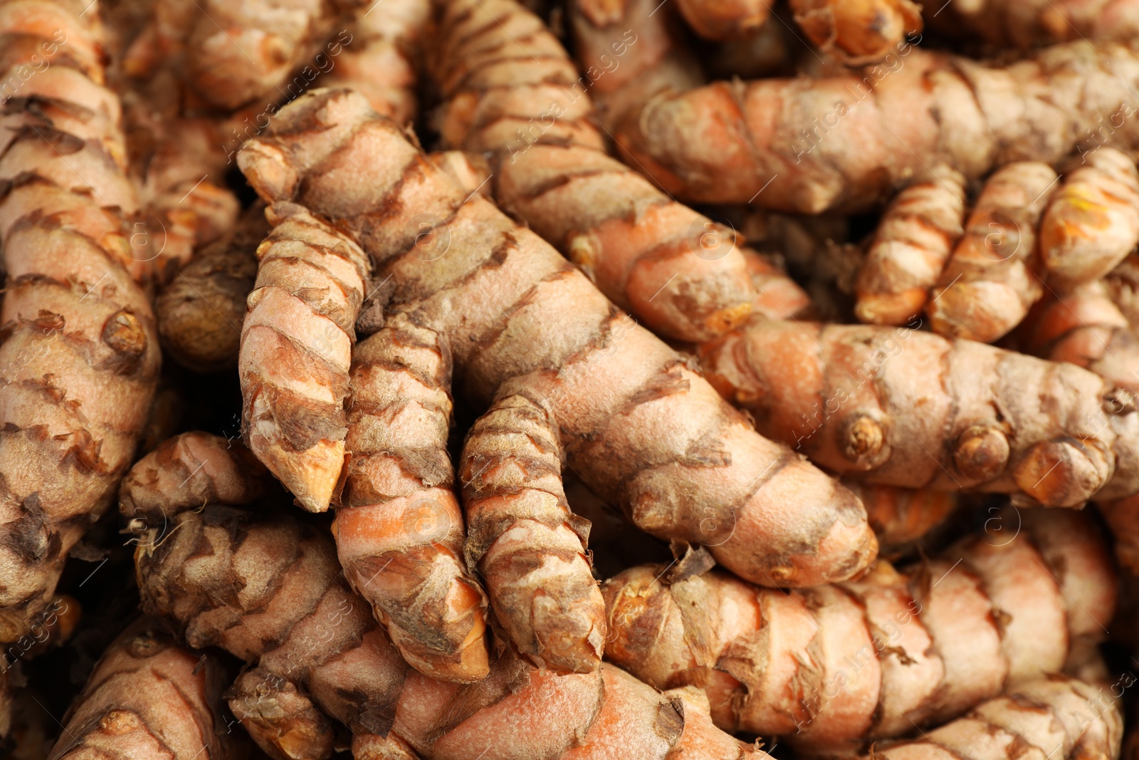 Photo of Many raw turmeric rhizomes as background, closeup