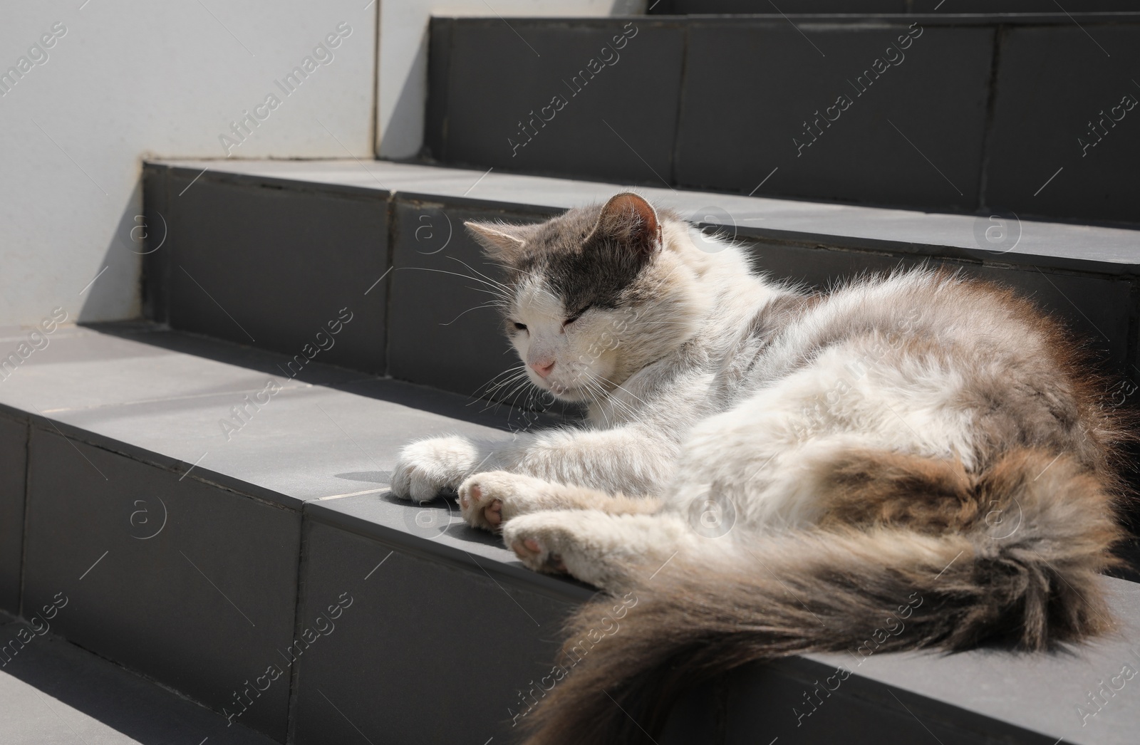 Photo of Stray cat lying on stairs outdoors. Homeless pet