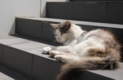 Stray cat lying on stairs outdoors. Homeless pet