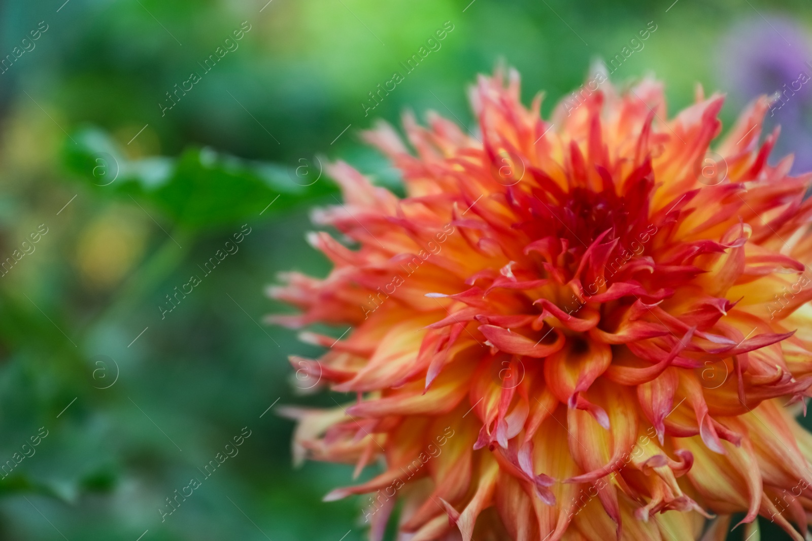 Photo of Beautiful blooming dahlia flower outdoors in green garden, closeup