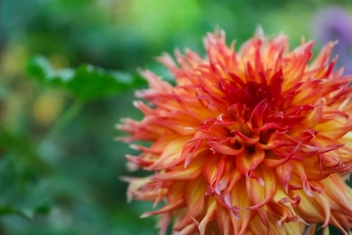 Photo of Beautiful blooming dahlia flower outdoors in green garden, closeup