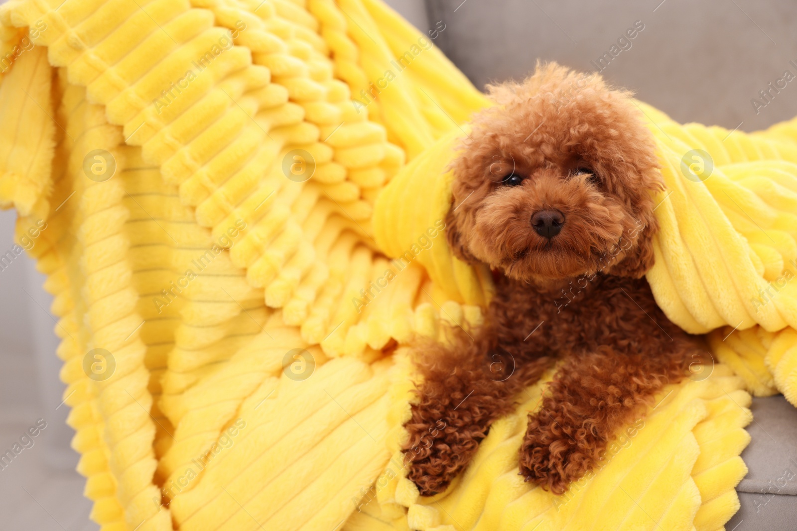 Photo of Cute Maltipoo dog covered with plaid on armchair. Lovely pet