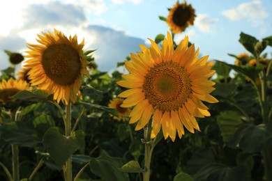 Photo of Beautiful blooming sunflowers in field on summer day