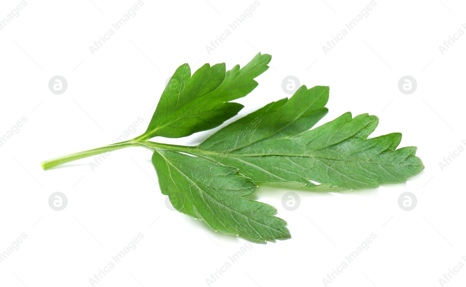 Photo of Fresh green organic parsley on white background