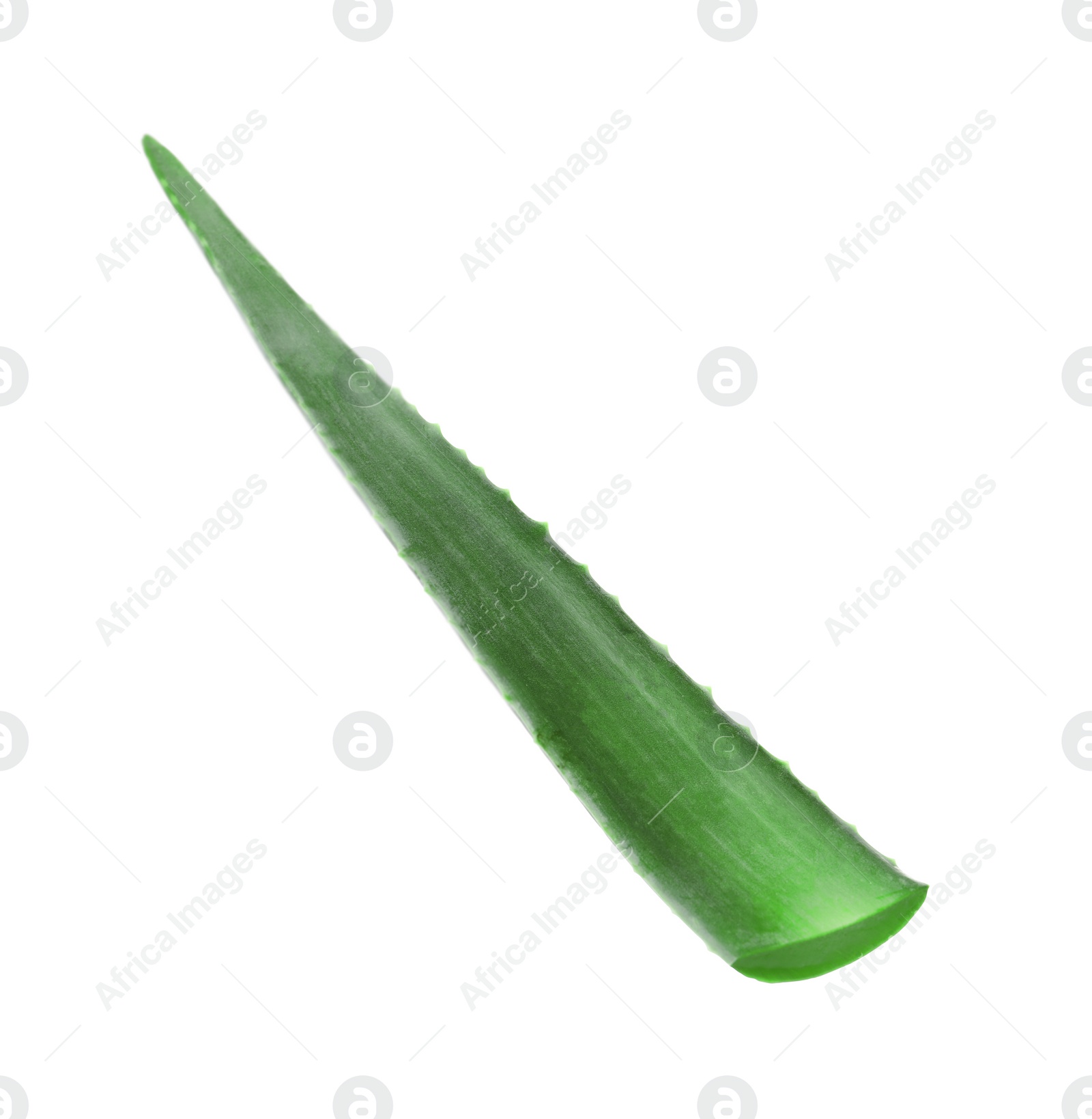 Photo of One aloe vera leaf isolated on white