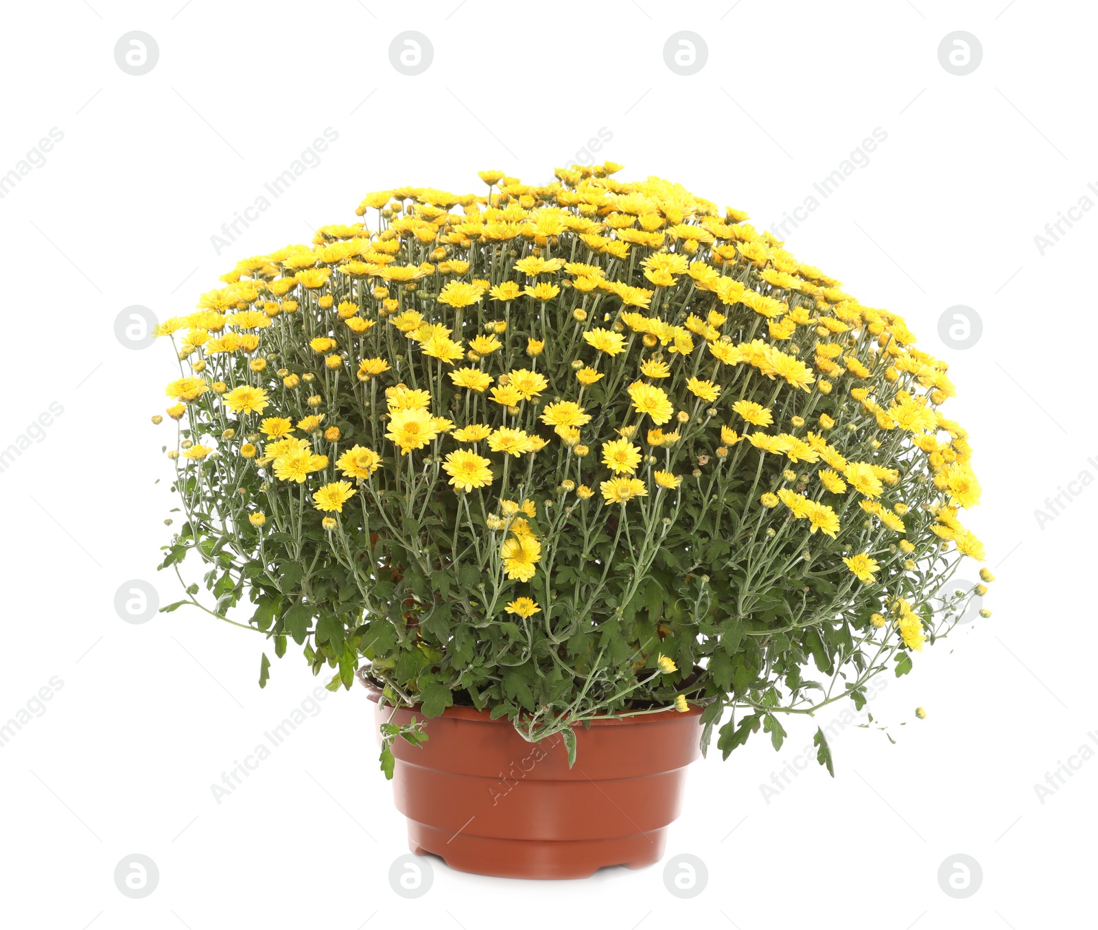 Photo of Beautiful yellow chrysanthemum flowers on white background