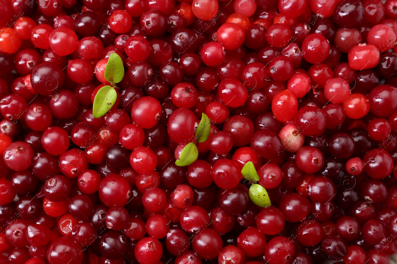 Photo of Fresh ripe cranberries and green leaves as background, top view