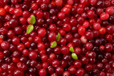 Photo of Fresh ripe cranberries and green leaves as background, top view