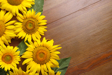 Photo of Beautiful bright sunflowers on wooden background, flat lay. Space for text