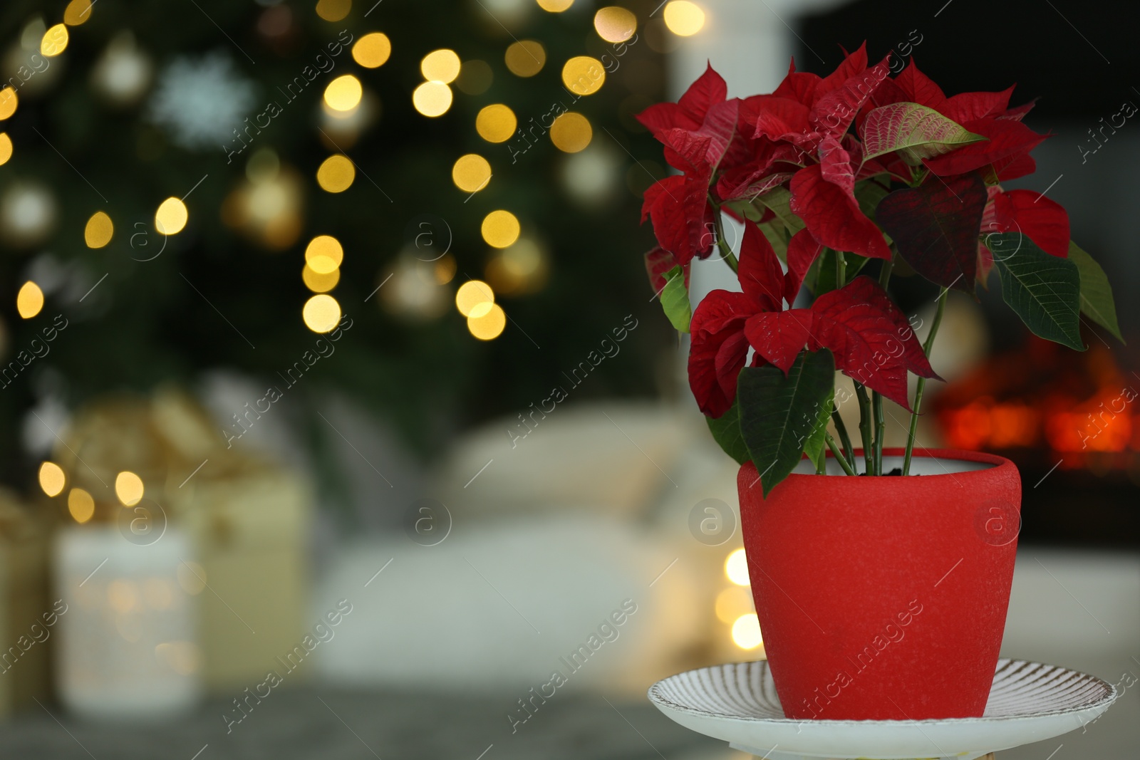 Photo of Potted poinsettia on stand in decorated room, space for text. Christmas traditional flower